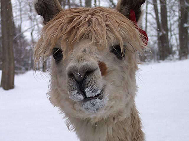 Lama.jpg