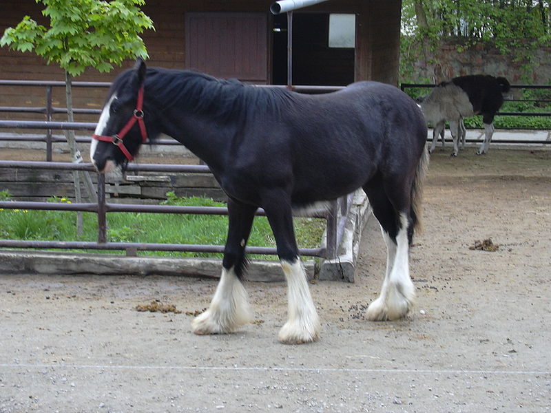 800px-Kůň_shirský_(zoo_vyškov_cz.).JPG